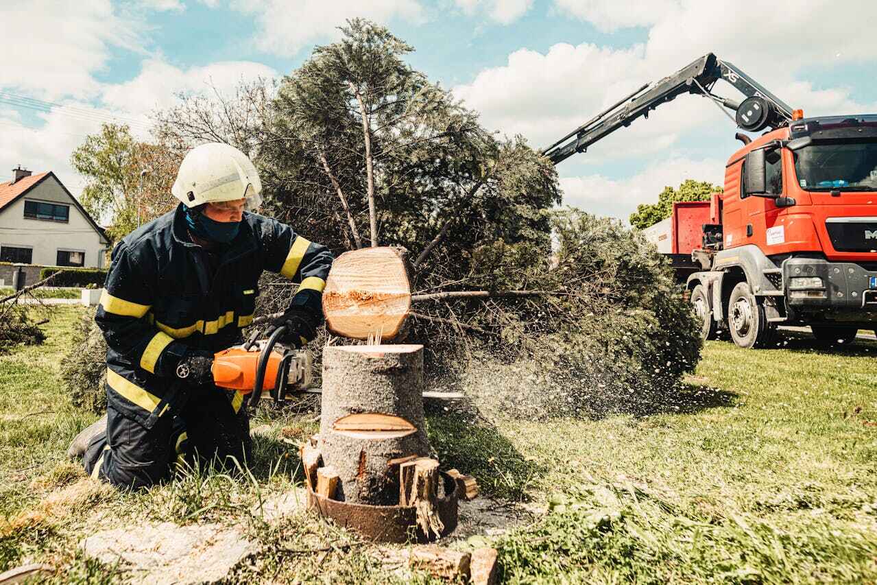 Best Tree Removal Near Me  in Crooked Lake Park, FL